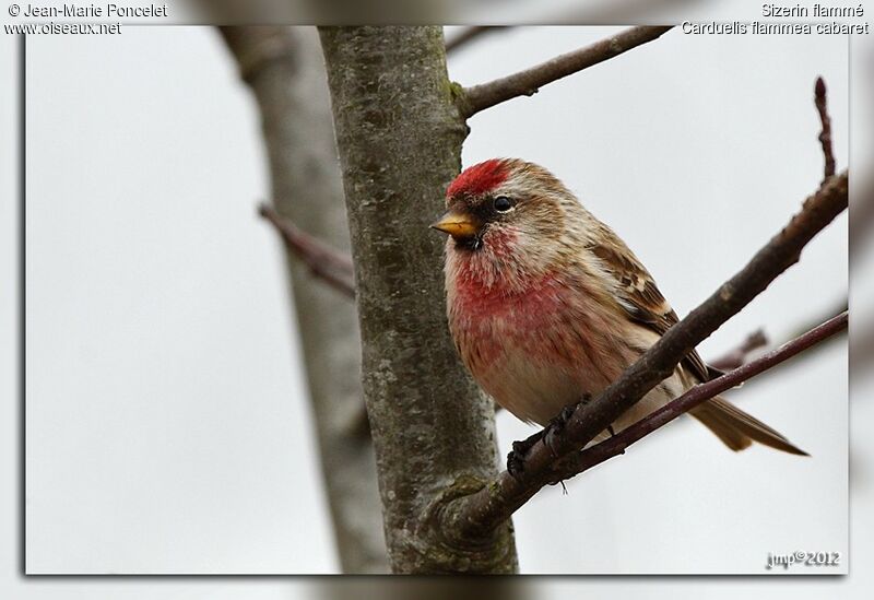 Redpoll male adult breeding, close-up portrait