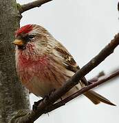 Redpoll