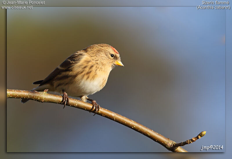 Redpoll