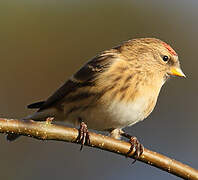 Redpoll