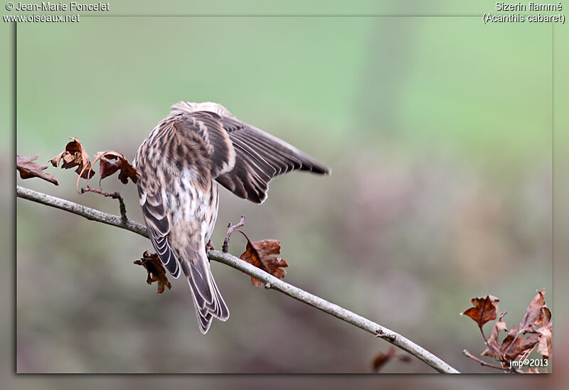 Redpoll, aspect, pigmentation