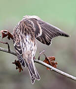 Redpoll