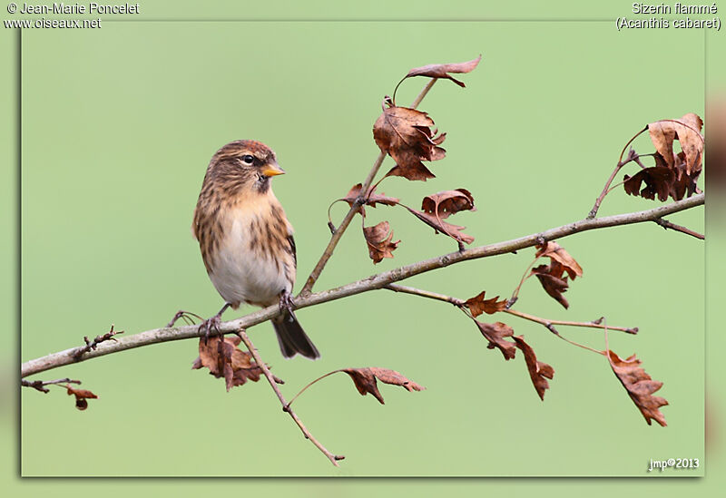 Redpoll