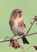 Redpoll