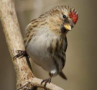 Redpoll