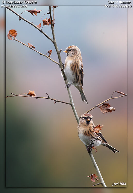 Redpoll