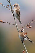 Redpoll