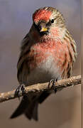 Redpoll