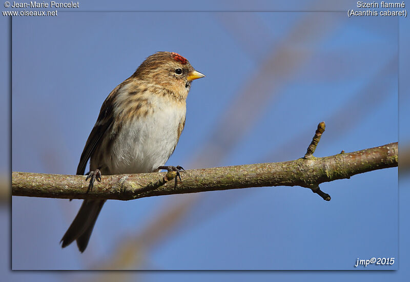 Redpoll