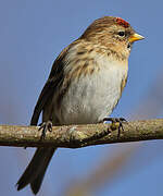 Redpoll