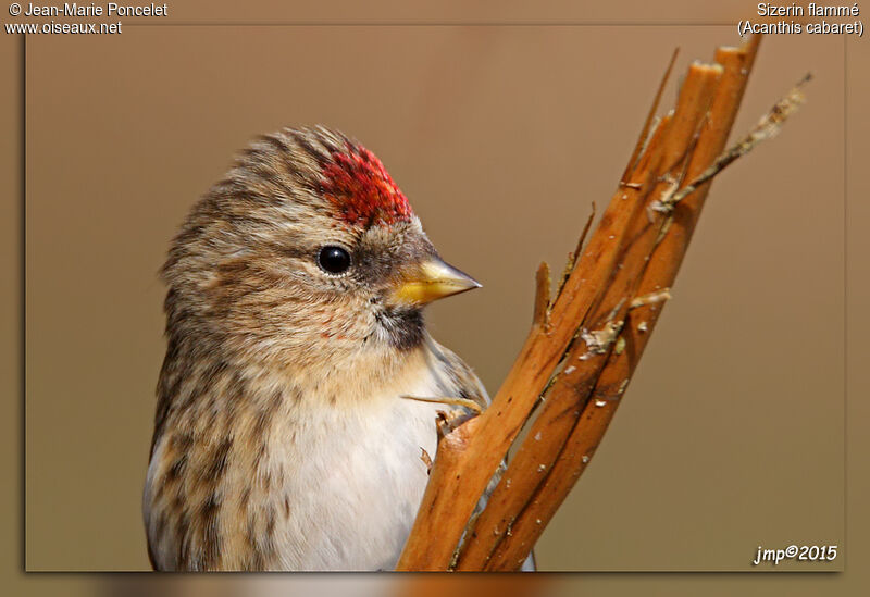 Redpoll female adult, close-up portrait