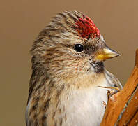 Redpoll