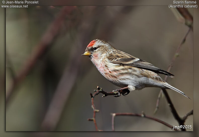 Redpoll male adult transition, identification