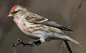 Redpoll