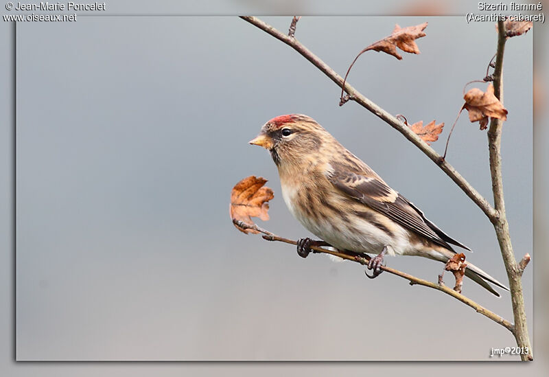 Redpoll