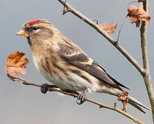 Redpoll