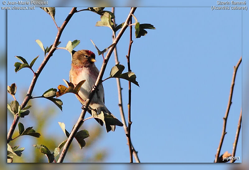 Redpoll