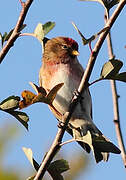 Redpoll