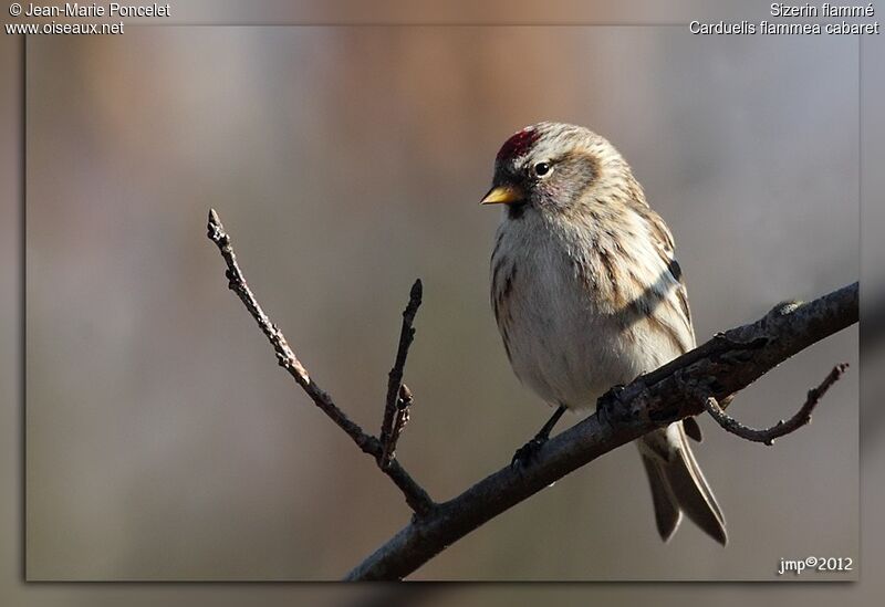 Redpoll