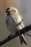 Redpoll