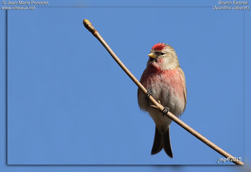 Redpoll male adult breeding, pigmentation