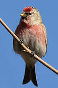 Redpoll