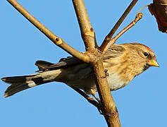 Redpoll