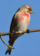 Redpoll