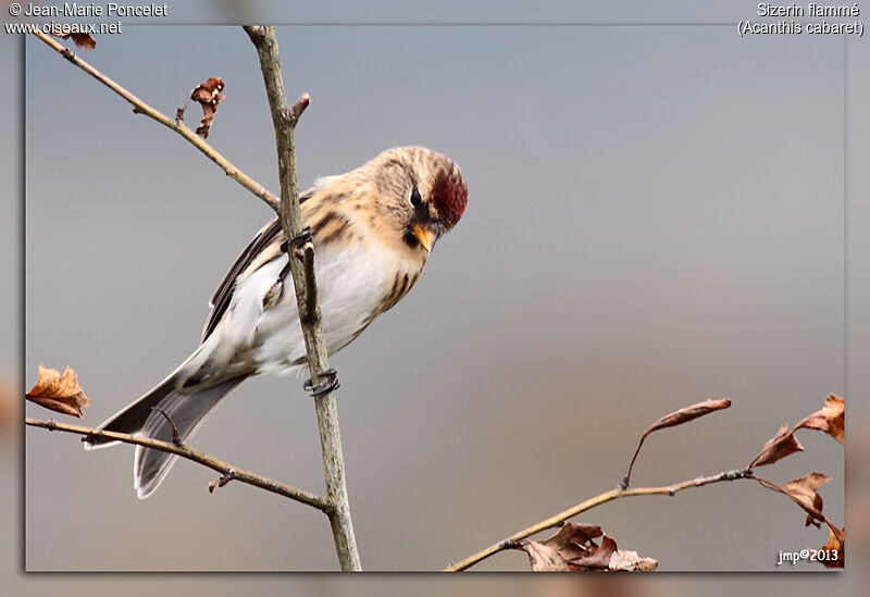 Redpoll male adult post breeding, identification