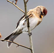 Redpoll