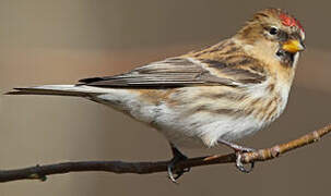 Redpoll