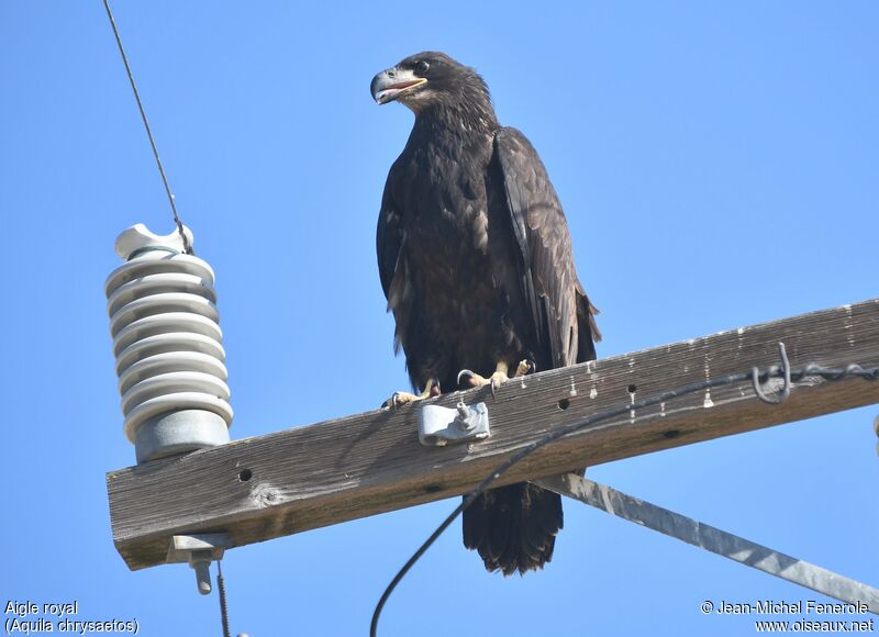 Golden Eagle