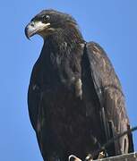 Golden Eagle