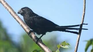 Smooth-billed Ani