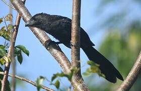 Smooth-billed Ani