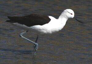 Avocette des Andes