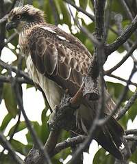 Balbuzard d'Australie