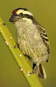 Northern Red-fronted Tinkerbird