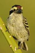 Northern Red-fronted Tinkerbird