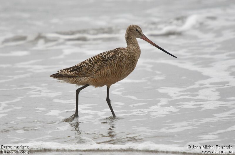 Marbled Godwit