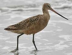 Marbled Godwit