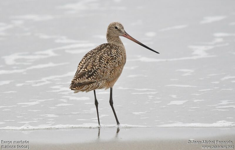 Marbled Godwit