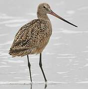 Marbled Godwit