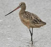 Marbled Godwit