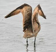 Marbled Godwit