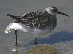 Curlew Sandpiper