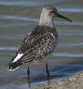 Curlew Sandpiper