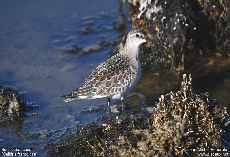 Curlew Sandpiper