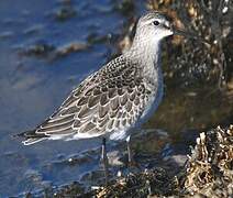 Curlew Sandpiper