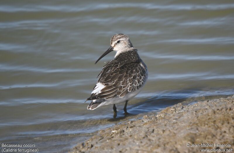 Bécasseau cocorli